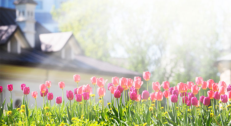 healthy flowers fertilized by Sharp Edge Tree and Landscaping